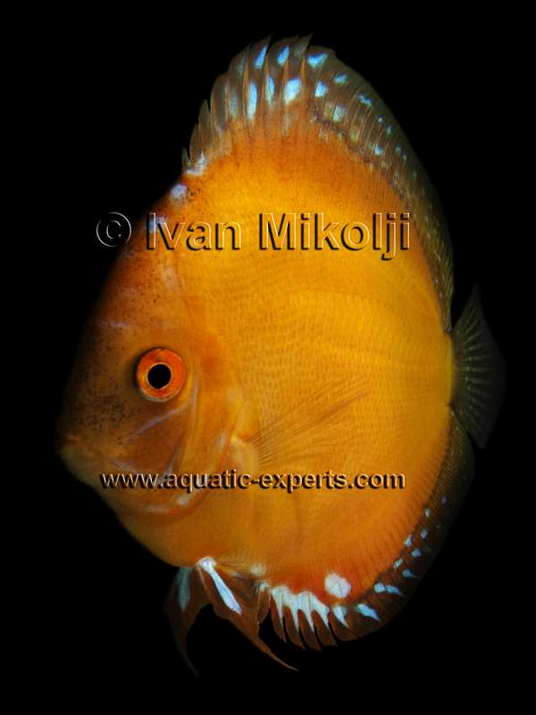 LOS PECES DE ACUARIO DE AGUA DULCE